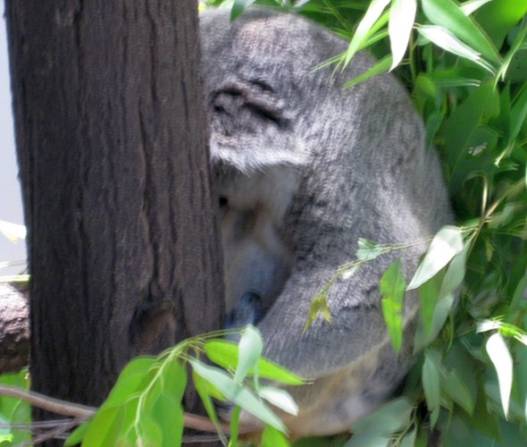 Townsville und Magnetic Island