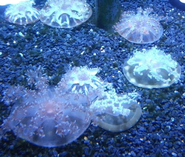 Faszinierende Unterwasserwelt - Besuch im Sealife Hannover